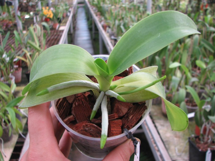 Phalaenopsis pulchra.JPG