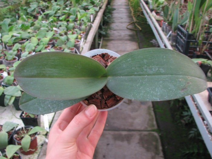 Phalaenopsis Brother Peoker 'BL' x gigantea.JPG