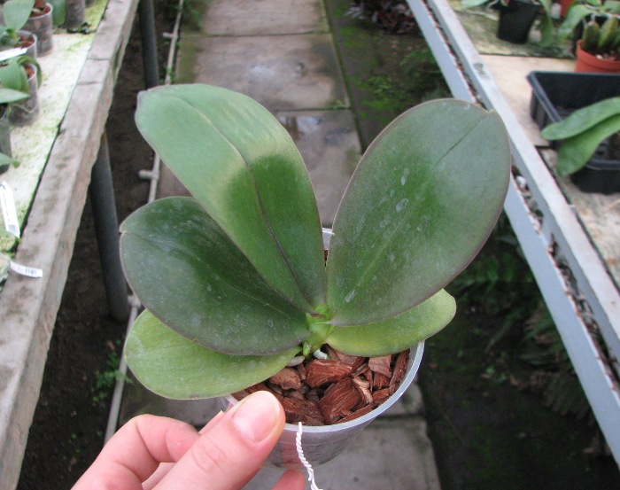 Phalaenopsis George Vasquez x (Coral Nosa x bellina).JPG