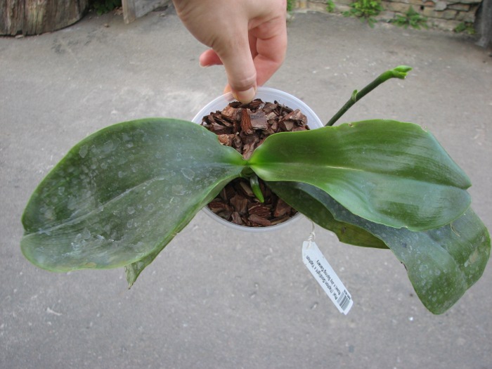 Phalaenopsis (Yaphon Goldlight x Yaphon Rose) x Joy Spring Canary.JPG