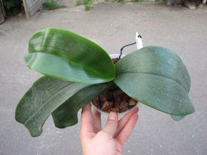 Phalaenopsis Haur Jih Princess 'Python'.JPG