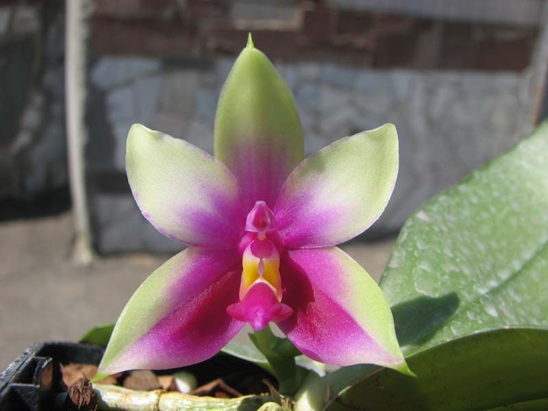 Phalaenopsis bellina 'Mountain type'.jpg