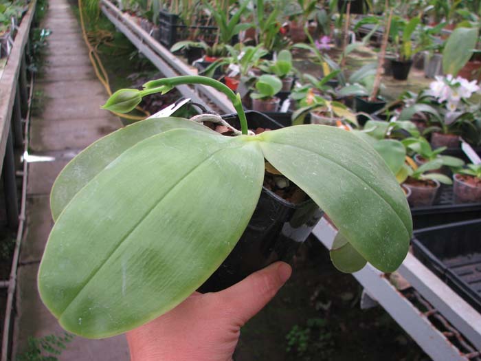 Phal Samera blue.jpg