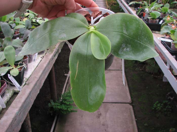 Phal bellina blue.jpg