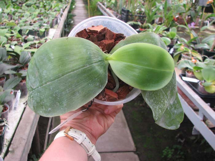 Phal bellina blue.jpg