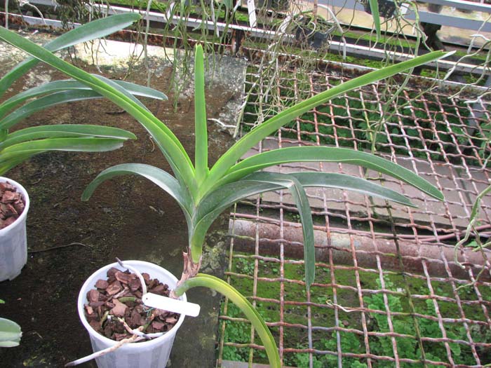 Vanda sanderiana x Vanda Catherine McCartney.jpg