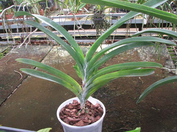 Vanda Kultana gold x Vanda Pat's Delight.jpg
