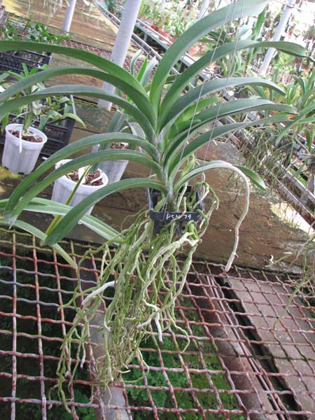 Vanda Pranermprai x Vanda Tarab Waxy.jpg