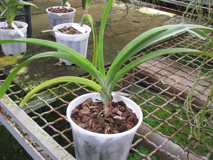 Ascocenda Bigness x Vanda Tarab Waxy.jpg