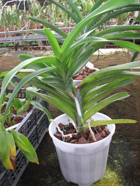 Vanda Similan x Vanda Dr Anek.jpg