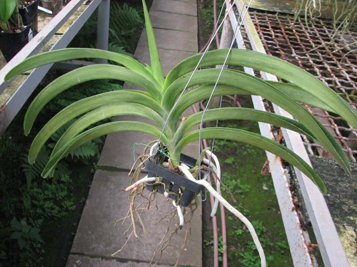 Ascocenda Kultana Gems.jpg