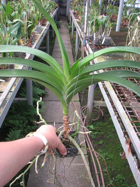 Vanda Lumpini Red x Vanda Dr Anek.jpg