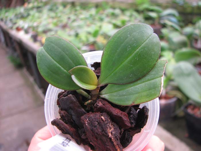 Aerangis fuscata.jpg