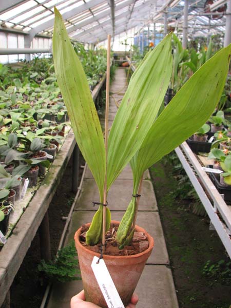 Coelogyne pandurata.jpg