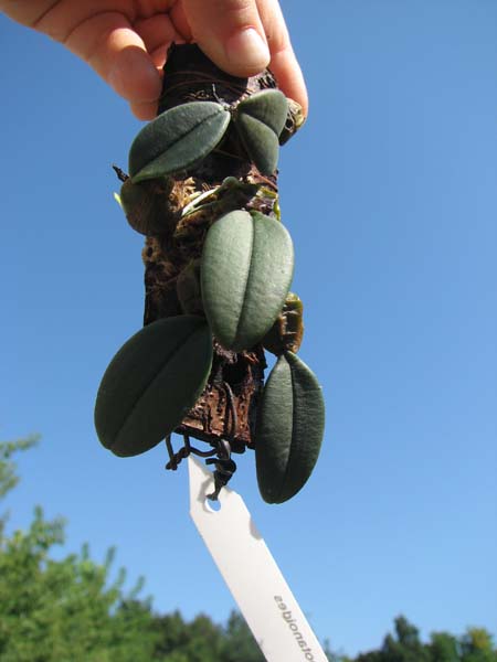 Bulbophyllum bootanoides.jpg