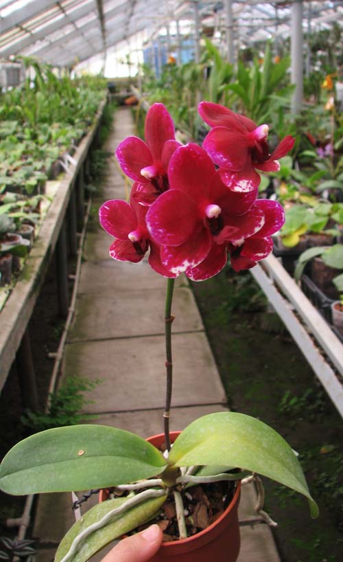 Doritaenopsis Taisuco Micky.jpg