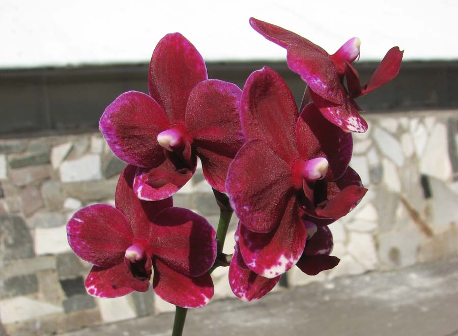 Doritaenopsis Taisuco Micky.jpg