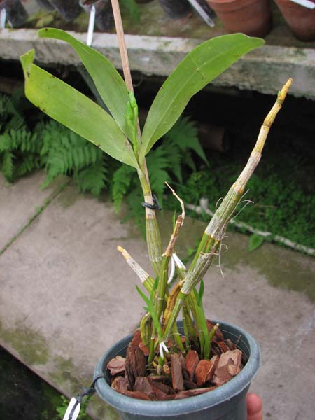 Dendrobium brymerianum.jpg