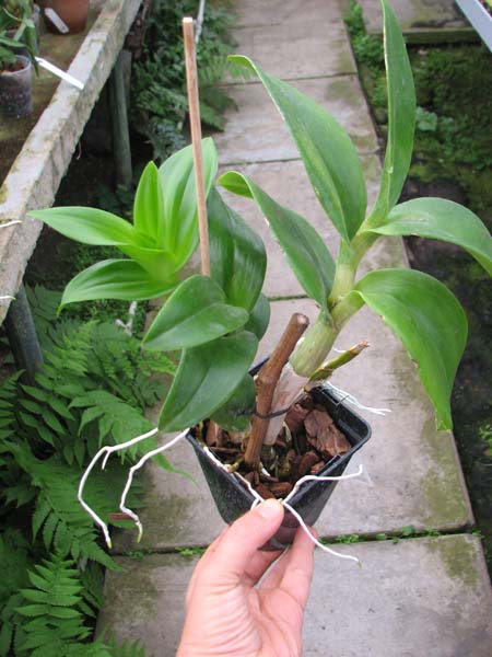Dendrobium Betty.jpg
