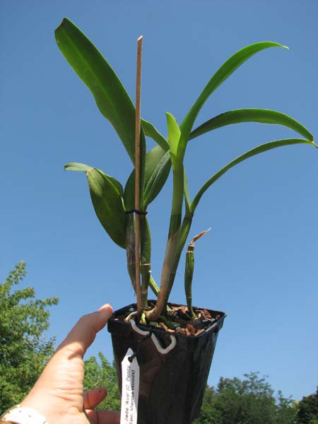 Epicattleya Siam Jade 'Avo' (Cattleya Penny Kuroda x Epicattleya Vienna Woods).jpg