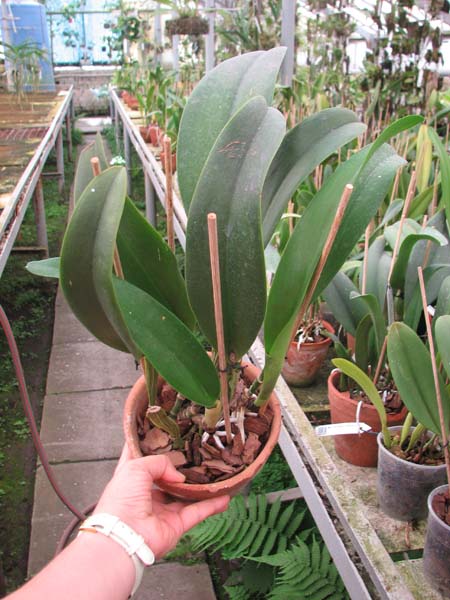 Brassolaeliocattleya Chia Lin 'New City' (Oconee x Maitland).jpg
