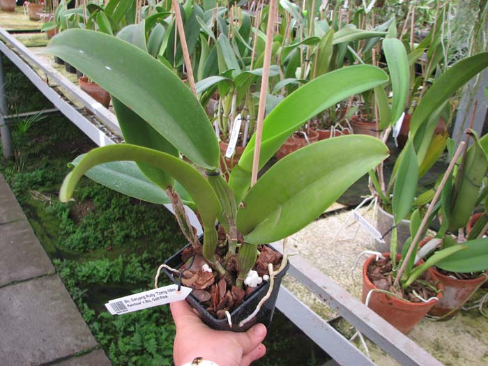 Brassolaeliocattleya Sanyang Ruby 'Tzeng-Wen Rainbow' x Brassolaeliocattleya Golf Pink.jpg