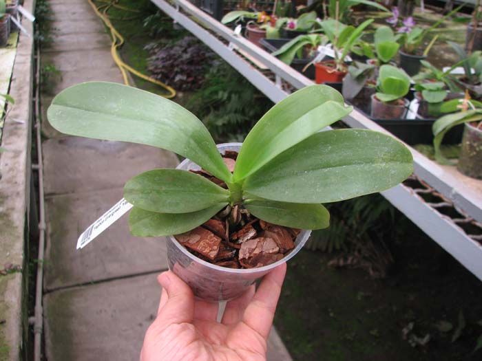 Phalaenopsis micholitzii 'green' x Yaphon Evergreen 'Yaphon'.jpg