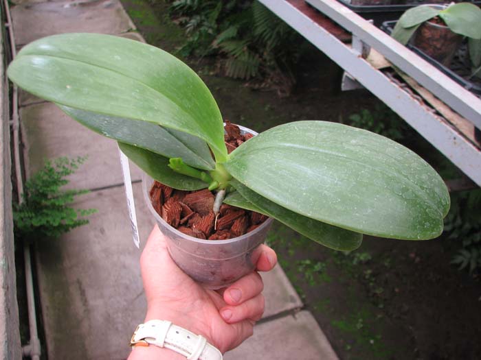Phalaenopsis LD's Bear Queen x cornu cervi red.jpg