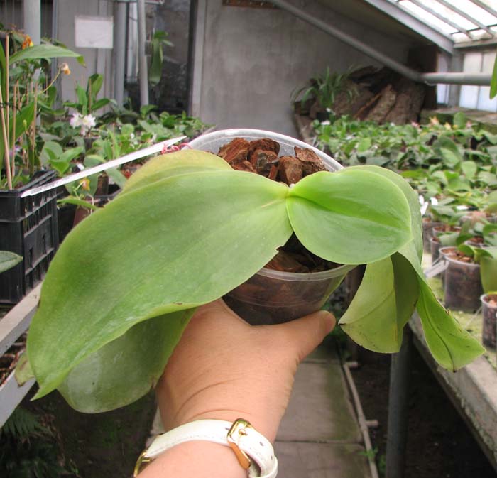 Phalaenopsis Princess Kaiulani 'Chin Yo'.jpg