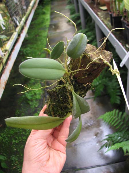 Bulbophyllum vaginatum.jpg