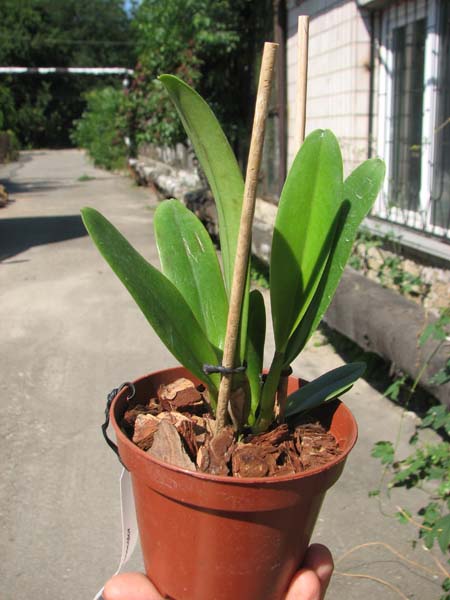 Cattleya trianae concolor.jpg