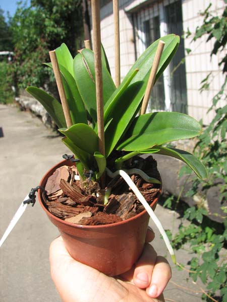 Cattleya maxima semi-alba 'La Pedrena'.jpg