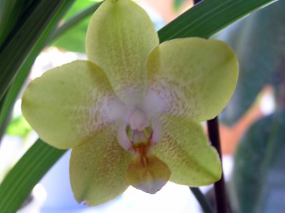 а мы с веснушками