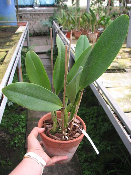 Brassolaeliocattleya Pink Empress 'Ju-Sen'.jpg