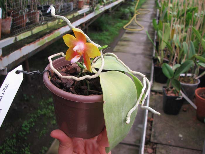 Phalaenopsis amboinensis x Phalaenopsis Penang Gir.jpg