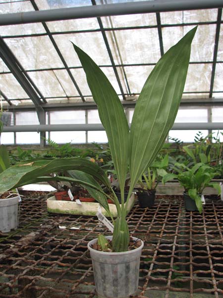 Gongora scaphephorus.jpg