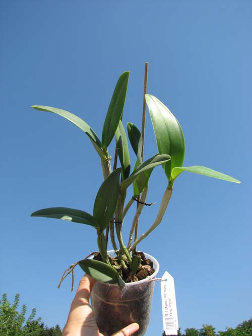 (Brassavola digbyana x Rhyncholaeliocattleya Young Kong) 'ORCHIS'.jpg