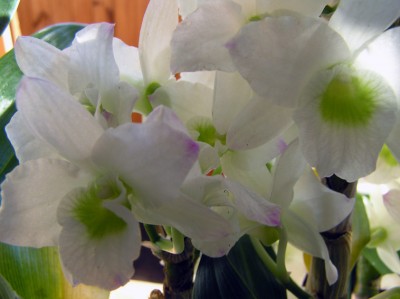 Нобиле с интересными сиреневыми мазками на кончиках