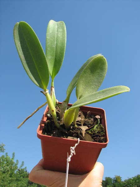Cattleya warneri coerulescens 'J Dias de Castro' x SELF.jpg
