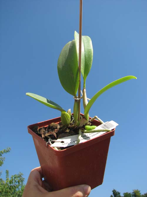 Cattleya warneri coerulescens 'RK' XXX x SELF.jpg