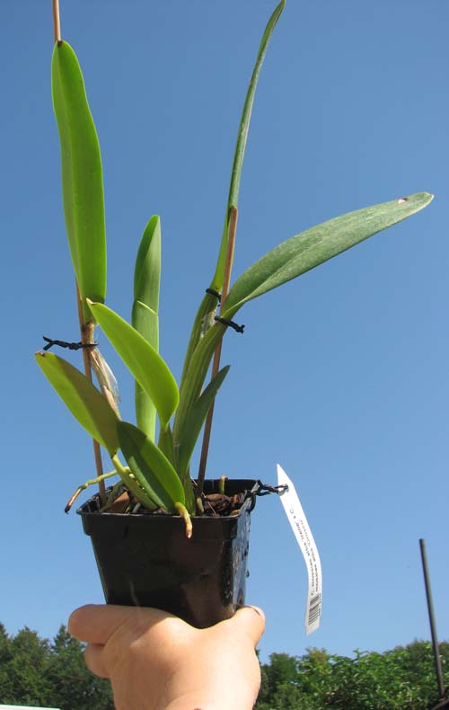 Cattleya mossiae alba 'Irene' x Cattleya mossiae alba 'Orosco'.jpg