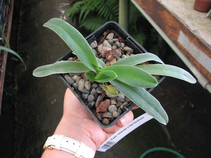 Paphiopedilum helenae x fairrieanum.jpg