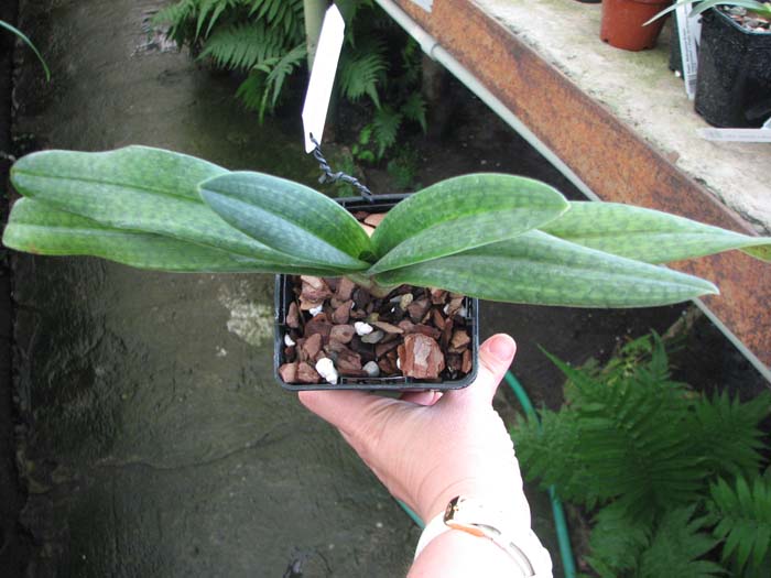Paphiopedilum Gloria Naugle (rothschildianum x micranthum).jpg
