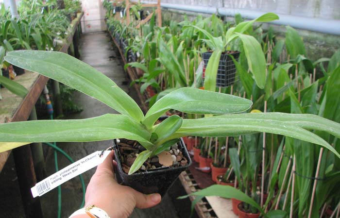 Paphiopedilum philippinense 'In-Charm' x sibling 'Ween Sin'.jpg
