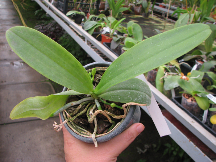 Phalaenopsis hieroglyphica.jpg