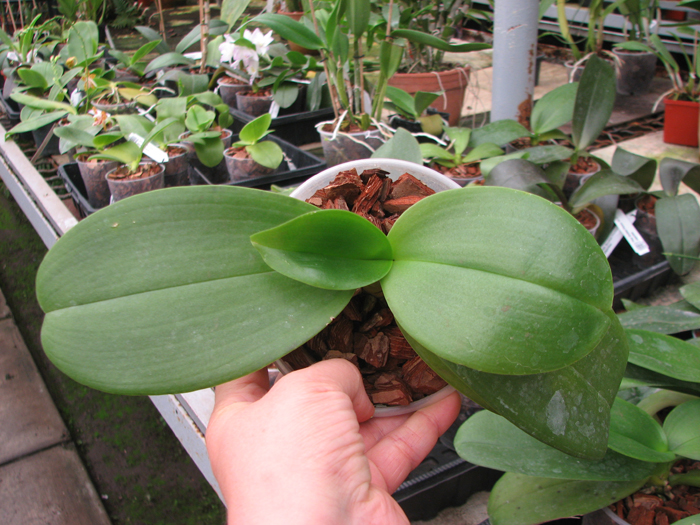 Phalaenopsis Mituo Golden 'M-2'.jpg