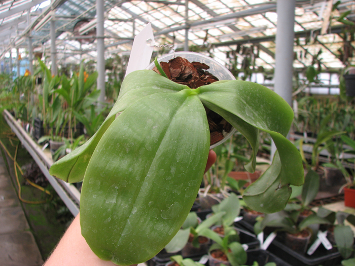 Phalaenopsis corningiana x lueddemanniana.jpg