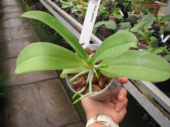 Phalaenopsis pulchra.jpg
