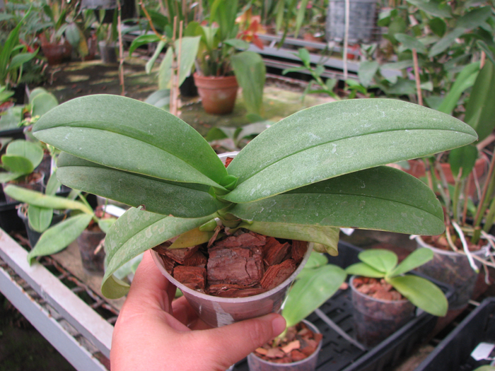 Doritaenopsis Kenneth Schubert x Phalaenopsis bellina blue.jpg