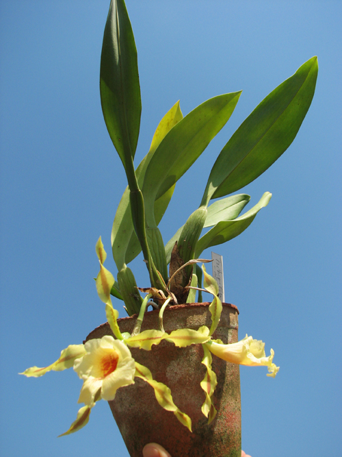 Trichopilia Senne Star (tortilis 'large' x turialbae 'alpha').jpg